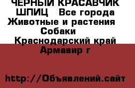 ЧЕРНЫЙ КРАСАВЧИК ШПИЦ - Все города Животные и растения » Собаки   . Краснодарский край,Армавир г.